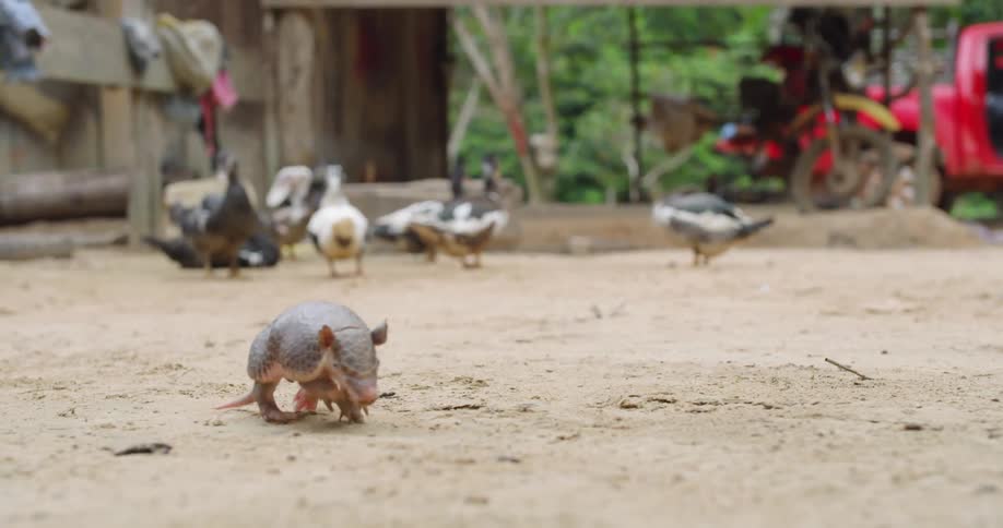 An armadillo walking on the dirt with ducks and trees in the background