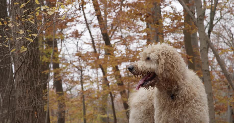 A dog standing outside in a forest