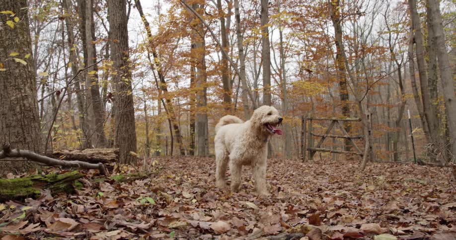 A dog walks through leaves and stops and looks around