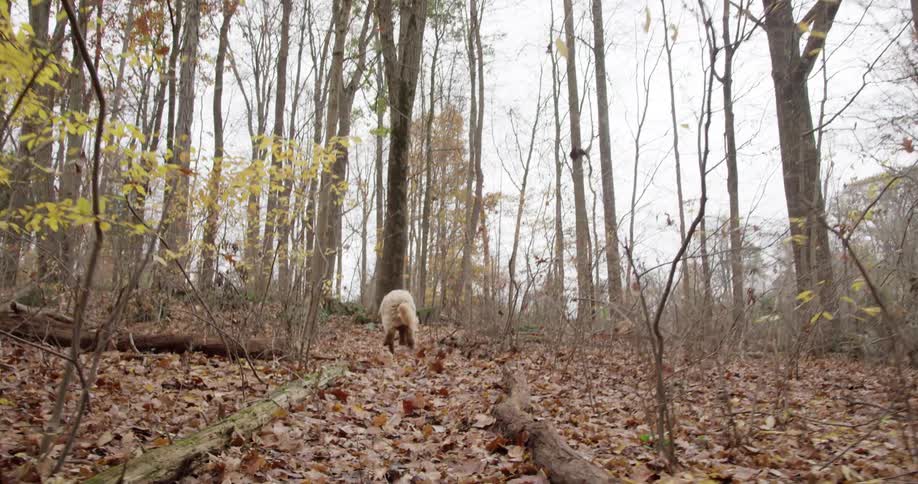 Golden dog runs on autumn leaves in a forest