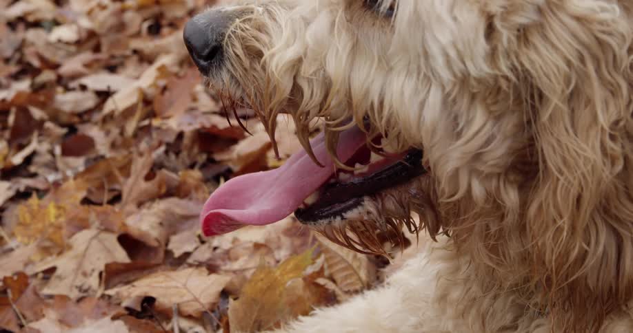 A dog is panting in a pile of leaves