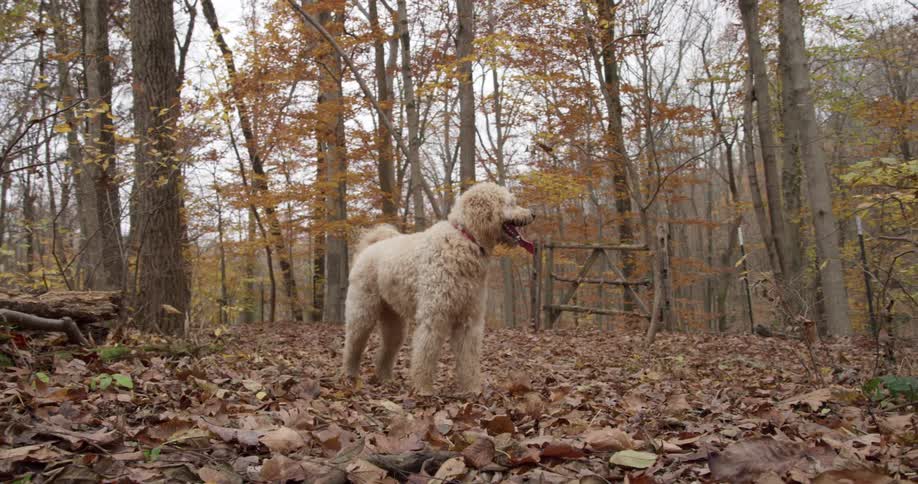 A dog standing in the woods with leaves on the ground and trees and the sky in the background
