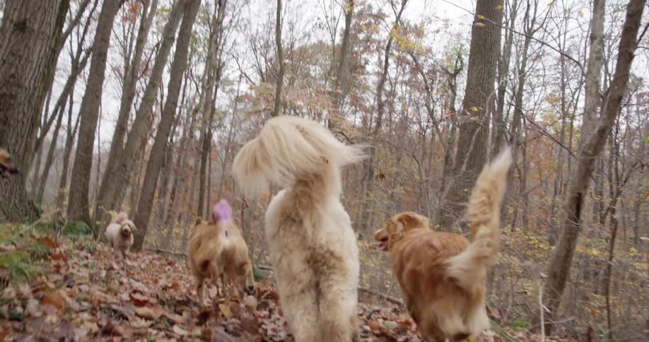 Multiple dogs are running outdoors in a wooded area