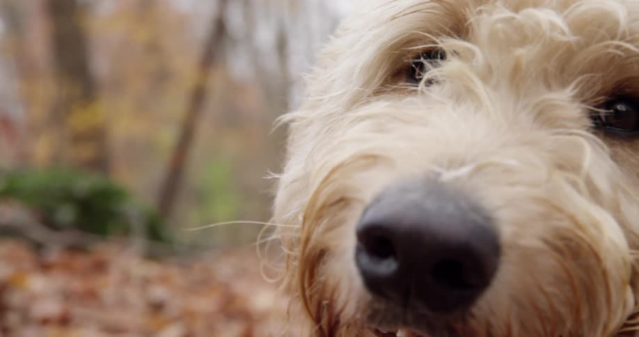 Hairy white dog sits with open mouth on the autumn leaves in the forest