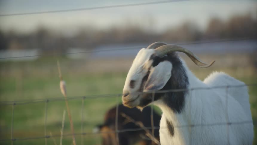 Animals on a farm are displayed