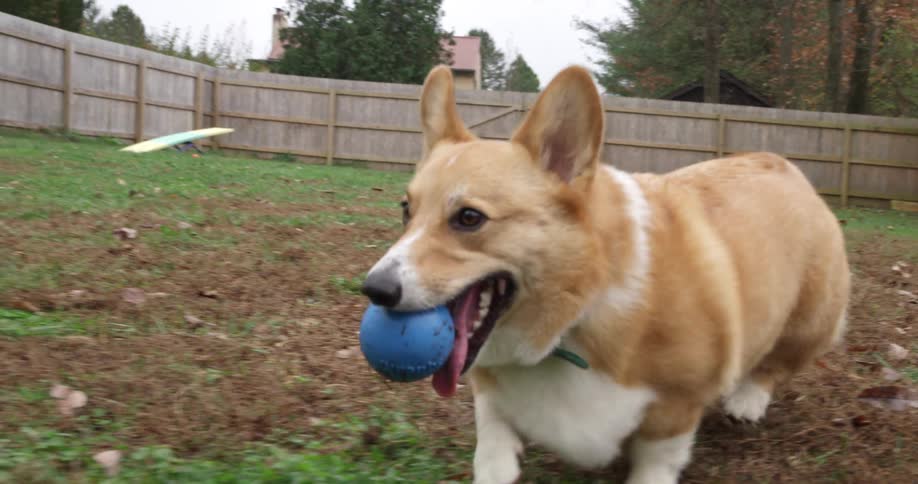 Corgi dog runs through the grass in the fenced backyard with a blue ball in its mouth