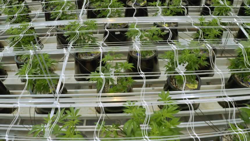 A greenhouse with plants pots and nets