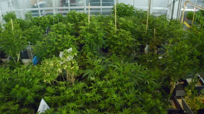 Rows of potted plants in a greenhouse during the day