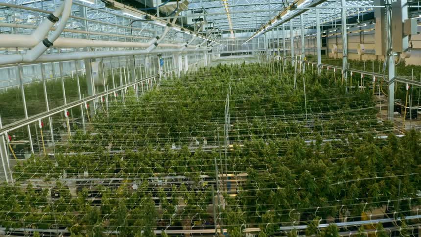 A greenhouse with plants nets lights and poles