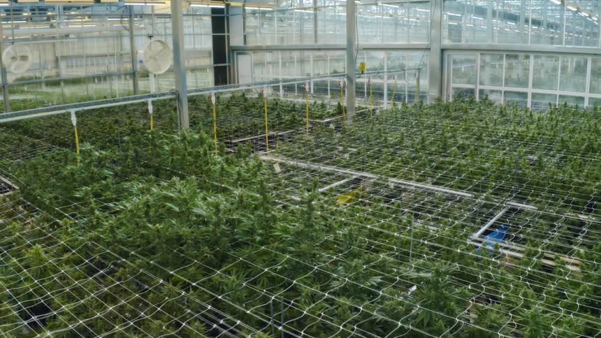 Marijuana crops grow under the sunroof