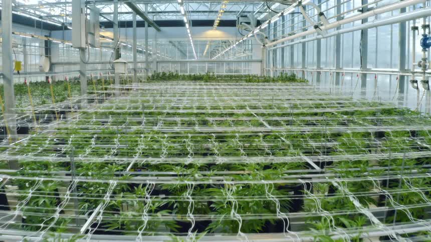 The marijuana crops are growing in the greenhouse