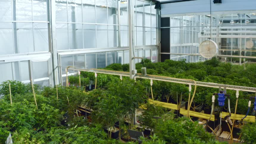 Plants in a green house