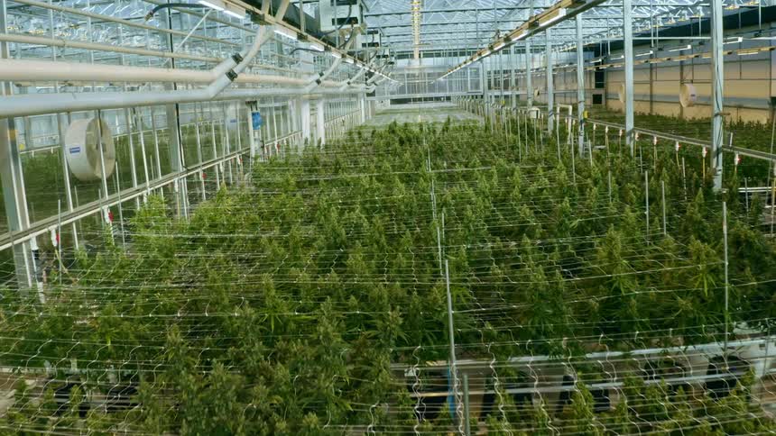 A greenhouse with plants nets and poles