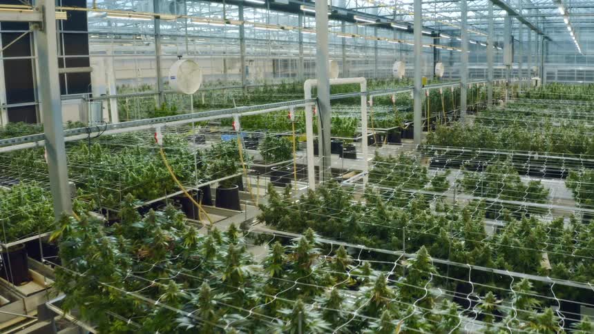 Potted plants arranged in rows covered in plastic netting in a large greenhouse