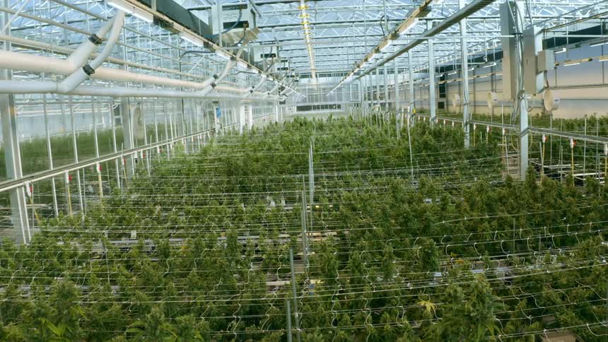 A greenhouse with plants nets and poles