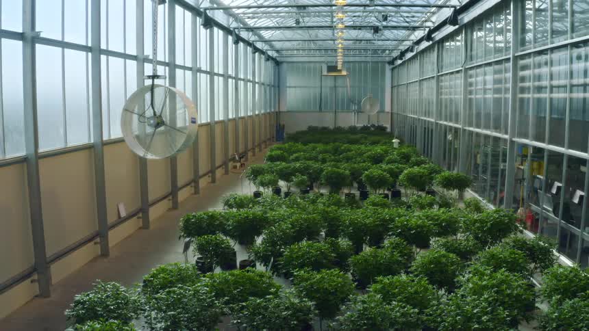 Potted plants in a green house