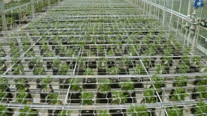 Hundreds of potted plants grow in a greenhouse