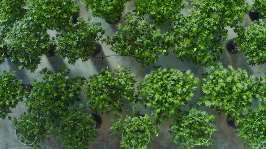 An aerial view of trees is displayed in a store