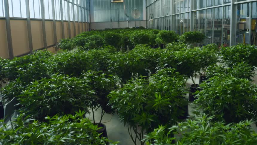 The greenhouse is full of marijuana plants