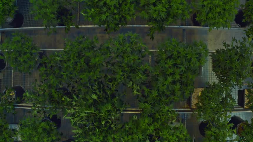 Rows of exhaust fans stand near potted trees near satellite dish