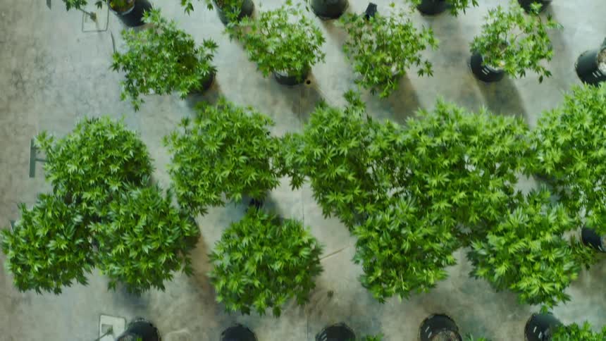 A breeze ruffles the leaves of green potted plants lined up in rows with identifying signs