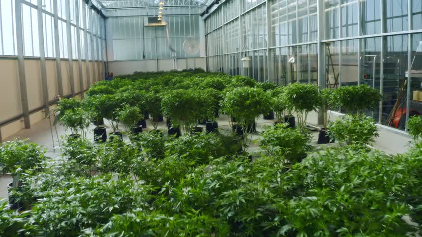 Plants are displayed in a greenhouse