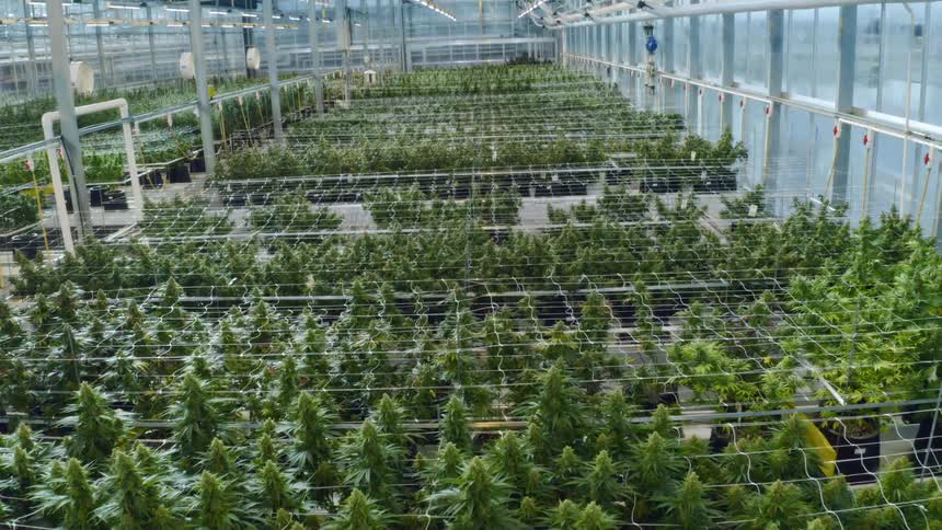 Rows of potted plants under plastic netting in a large greenhouse during the day