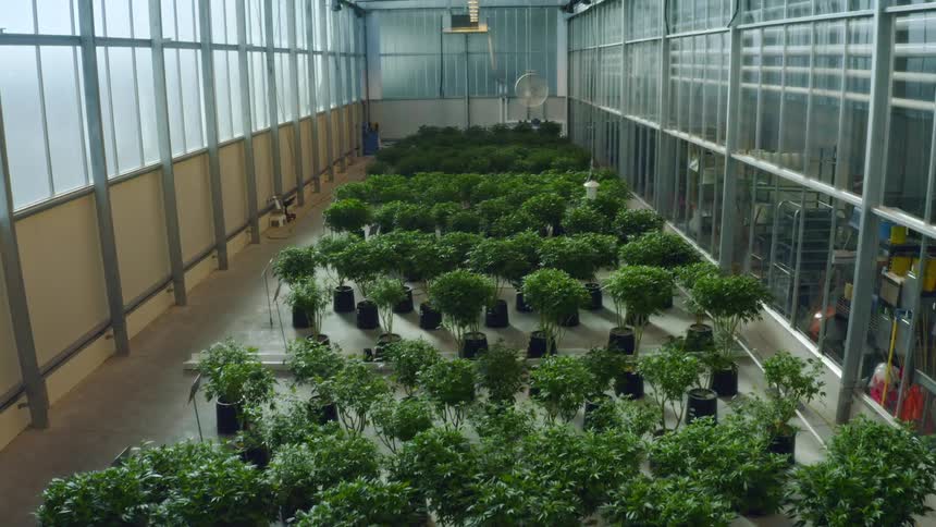 Potted plants in a green house
