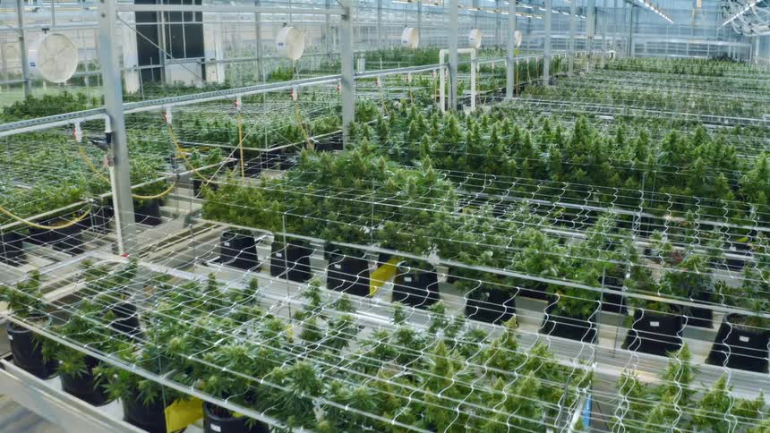 Greenhouse or plant nursery filled with green plants grown for transplanting