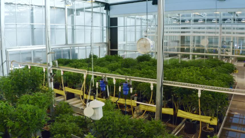Dozens of potted trees grow in a greenhouse rigged with fans and a watering system