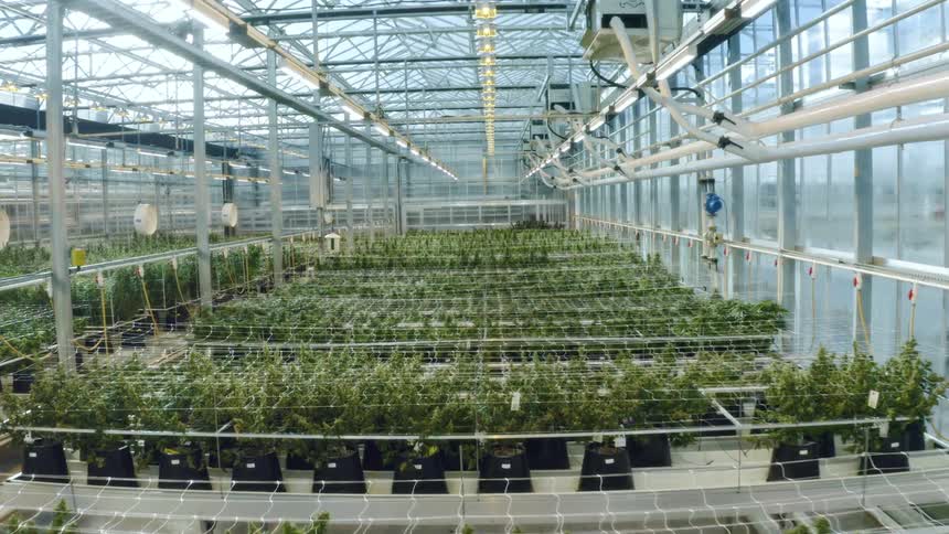 Aerial view of lines of plants inside a glass greenhouse or nursery