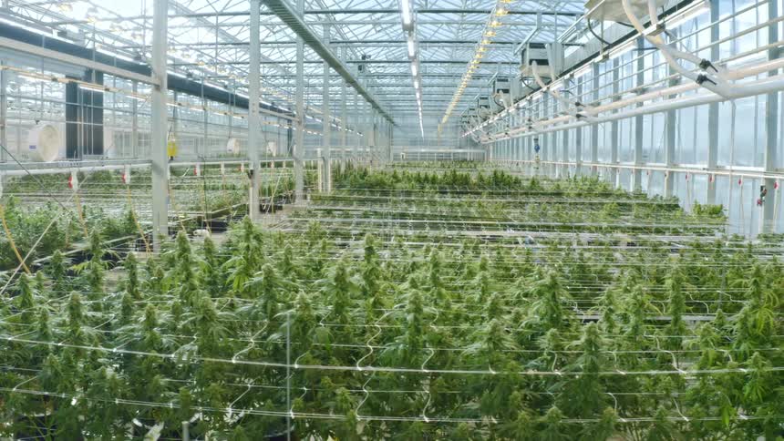 Potted plants growing in a green house