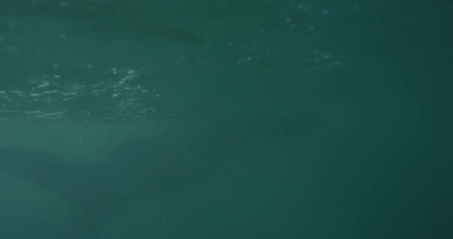 A person is swimming underwater