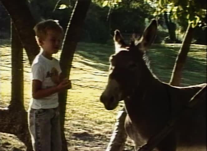 A boy holds out his hand to feed a donkey on a sunny day