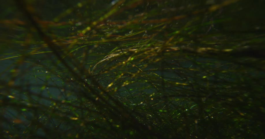 The seaweed moves around underwater