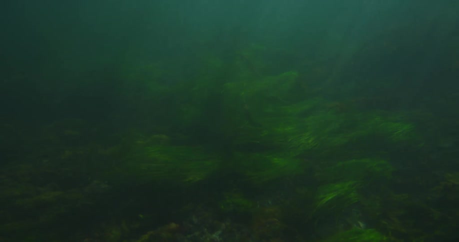 An underwater view of a person paddling on a surfboard