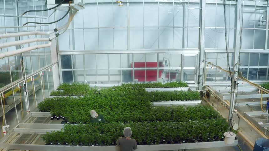 Workers tend plants in large greenhouse
