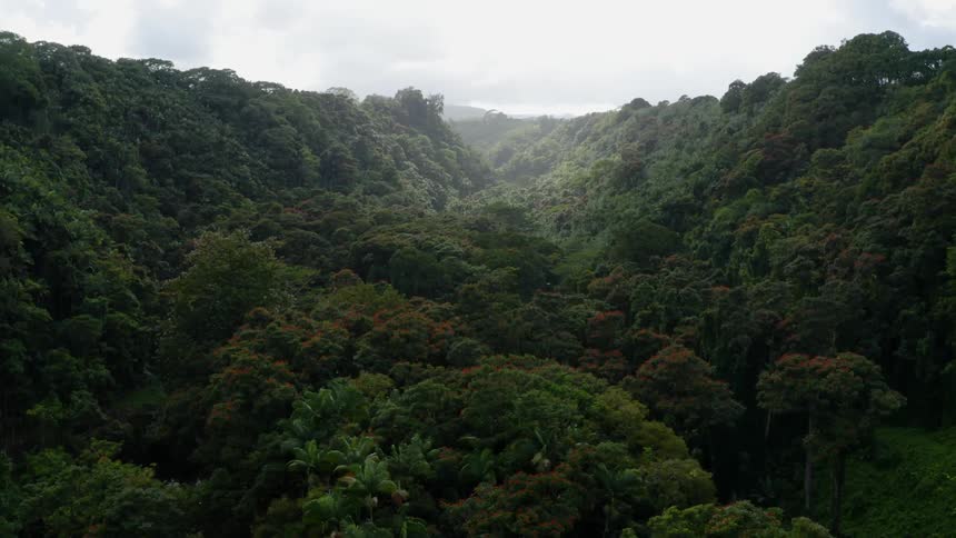 Aerial view of trees in a forest