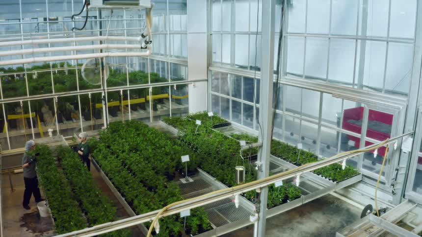 A pair of workers working masks and hair nets tend to plants in a large greenhouse