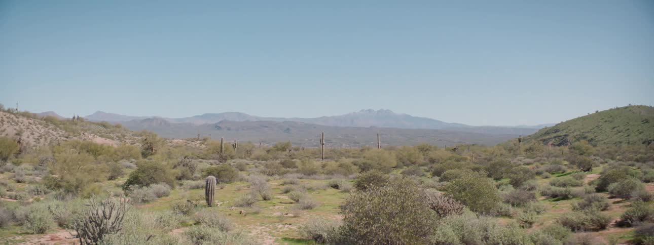 A desert with plants shrubs and cactus with mountains and the sky in the background
