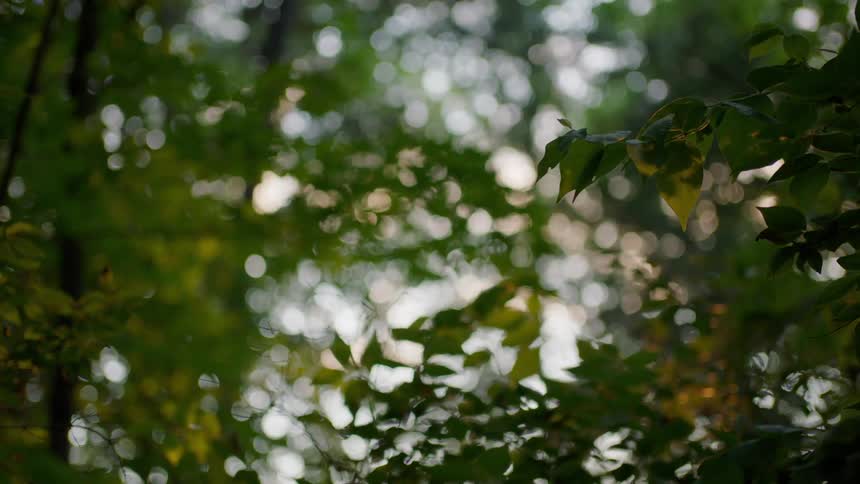 Leaves on a tree are displayed