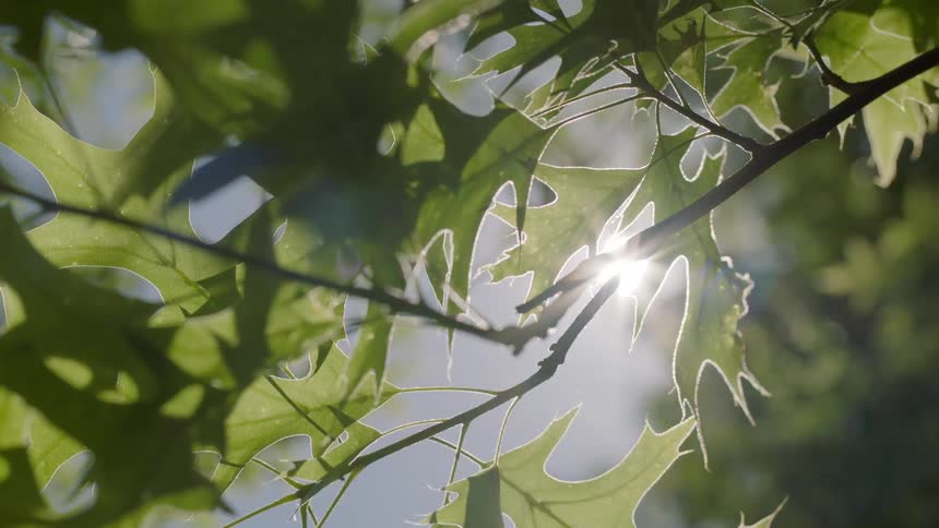 Sunlight shines on green leaves on a tree branch