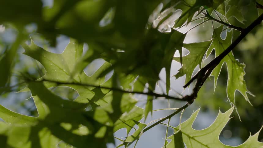 The sun shining down on leaves on a tree