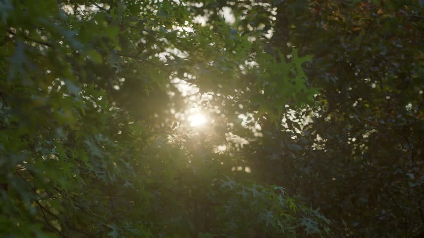 The sun shines through trees in the forest