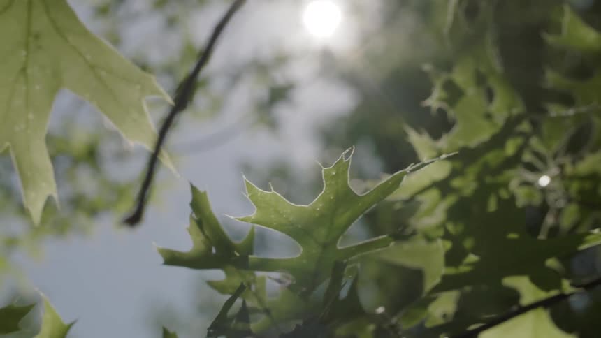 The leaves hang from the tree branches