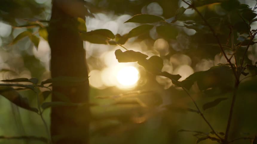 A close up of a tree is displayed at dusk
