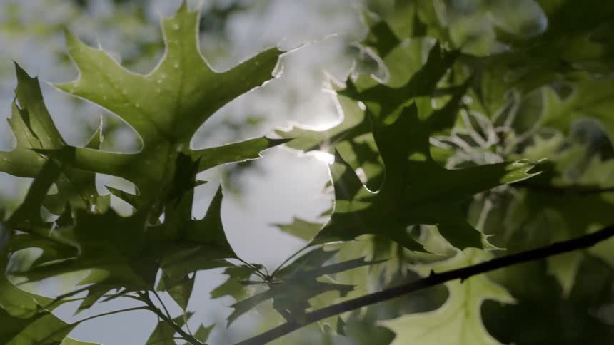Sunshine glares through layers of tree branches