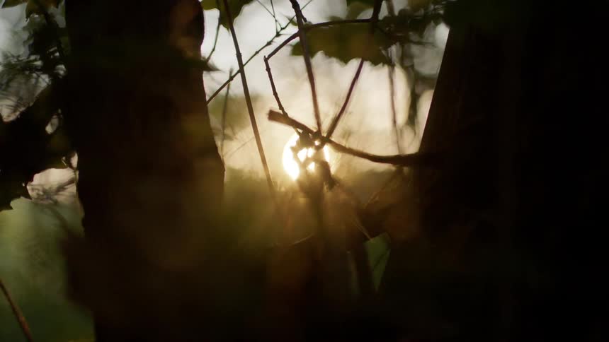The sun is slowly setting past the trees