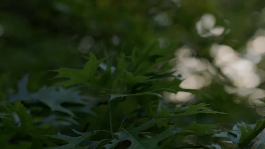 A close up of leaves are displayed