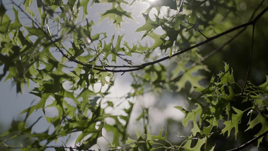 Sunlight shines on green leaves growing on a tree branch
